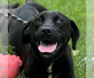 Labrador Retriever-Unknown Mix Dogs for adoption in Yardley, PA, USA