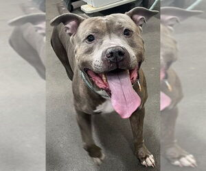 Mutt Dogs for adoption in Forestville, MD, USA