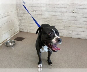 Mutt Dogs for adoption in San Bernardino, CA, USA