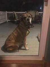 Mastiff Dogs for adoption in Fargo, ND, USA