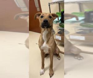 Labrador Retriever-Unknown Mix Dogs for adoption in Center Township, PA, USA