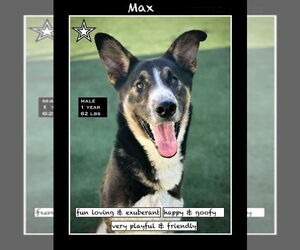 Shollie Dogs for adoption in San Diego , CA, USA