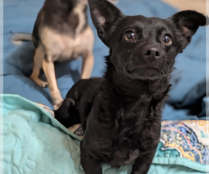 Dachshund-Unknown Mix Dogs for adoption in Fresno, CA, USA