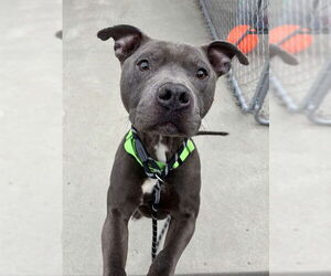 American Pit Bull Terrier-Unknown Mix Dogs for adoption in Palmetto, FL, USA