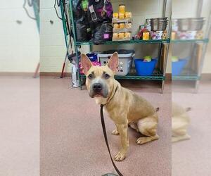 Staffordshire Bull Terrier-Unknown Mix Dogs for adoption in Ogden, UT, USA