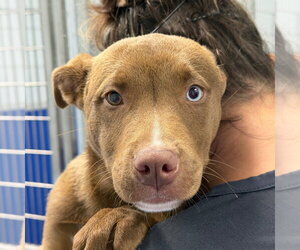 Mutt Dogs for adoption in Tarboro, NC, USA