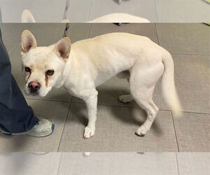 French Bulldog-Unknown Mix Dogs for adoption in Rancho Cucamonga, CA, USA