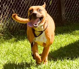 Labrador Retriever-Unknown Mix Dogs for adoption in Paw Paw, WV, USA