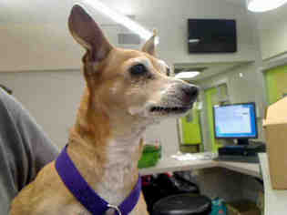 Chihuahua Dogs for adoption in Rancho Cucamonga, CA, USA