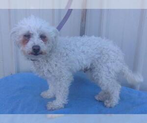 Poodle (Toy) Dogs for adoption in Mountain View, MO, USA