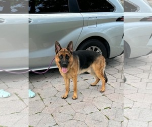 German Shepherd Dog Dogs for adoption in Plantation, FL, USA