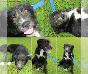 Mutt Dogs for adoption in Hanover, PA, USA
