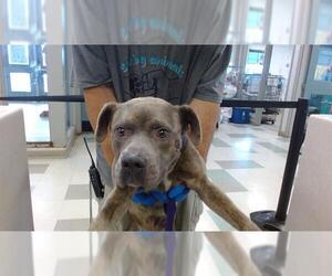 American Pit Bull Terrier Dogs for adoption in Oklahoma City, OK, USA