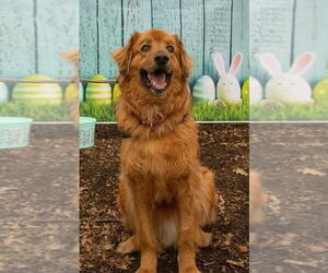 Golden Irish Dogs for adoption in Rockaway, NJ, USA