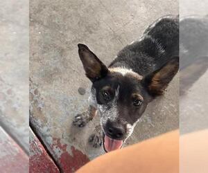 Mutt Dogs for adoption in San Antonio, TX, USA