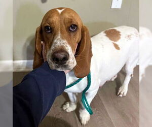Basset Hound Dogs for adoption in Deepwater, NJ, USA