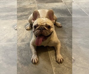 French Bulldog Dogs for adoption in oakland, FL, USA