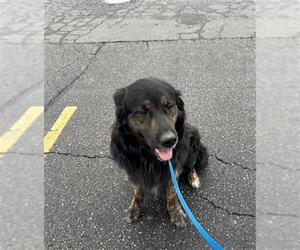 Medium Photo #1 Alaskan Malamute-Australian Shepherd Mix Puppy For Sale in Ogden, UT, USA