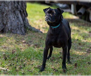 Pug-Unknown Mix Dogs for adoption in Brooklyn Center, MN, USA