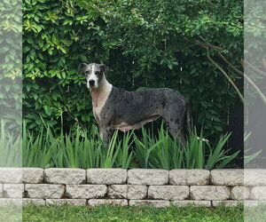Great Dane Dogs for adoption in Bullard, TX, USA