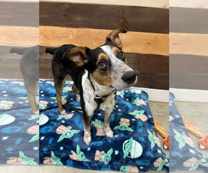 Labrador Retriever-Unknown Mix Dogs for adoption in Rockaway, NJ, USA