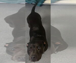 American Pit Bull Terrier Dogs for adoption in Glen Allen, VA, USA