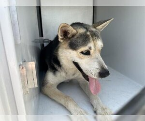 Siberian Husky Dogs for adoption in Houston, TX, USA