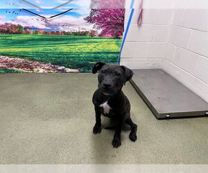 Mutt Dogs for adoption in Moreno Valley, CA, USA