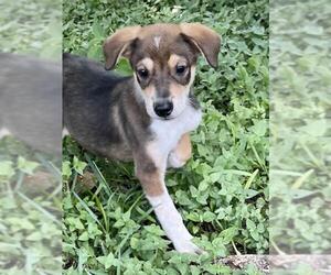 Shollie Dogs for adoption in San Antonio, TX, USA