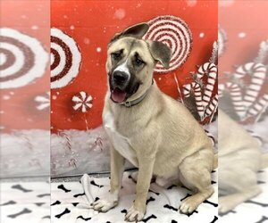 Akita-Unknown Mix Dogs for adoption in Henderson, NV, USA