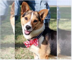 Beagi Dogs for adoption in Von Ormy, TX, USA