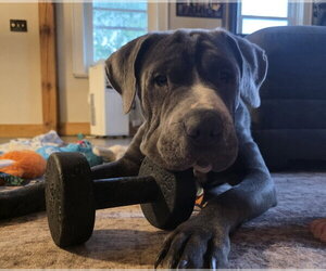 Mastiff-Unknown Mix Dogs for adoption in New London, WI, USA