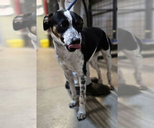 Mutt Dogs for adoption in Foristell, MO, USA