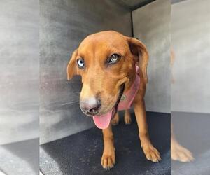 Labrador Retriever-Unknown Mix Dogs for adoption in San Antonio, TX, USA