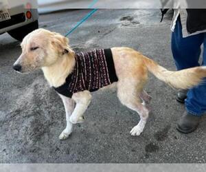 Golden Labrador Dogs for adoption in Houston, TX, USA
