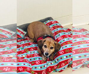 Dachshund Dogs for adoption in York, SC, USA