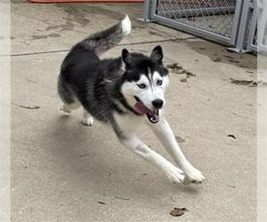 Siberian Husky-Unknown Mix Dogs for adoption in Aurora, IL, USA