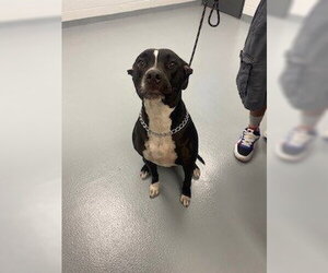 Mutt Dogs for adoption in St. Cloud, FL, USA