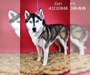 Siberian Husky Dogs for adoption in Bakersfield, CA, USA
