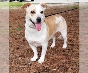 Cardigan Welsh Corgi Dogs for adoption in Social Circle, GA, USA