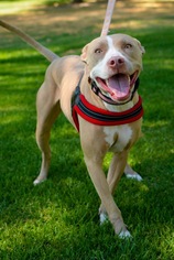 American Pit Bull Terrier-Whippet Mix Dogs for adoption in San Bernardino , CA, USA