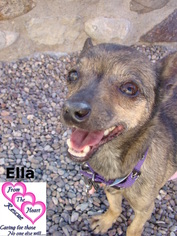 Chihuahua Dogs for adoption in Canutillo, TX, USA