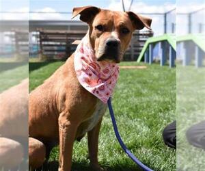 Boxer-Unknown Mix Dogs for adoption in Bakersfield, CA, USA
