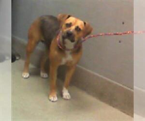 Beagle-Unknown Mix Dogs for adoption in Las Vegas, NV, USA