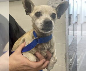 Chihuahua Dogs for adoption in San Bernardino, CA, USA