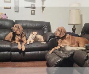 Bloodhound Dogs for adoption in Maryville, TN, USA