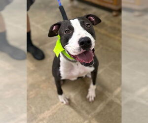 Bull Terrier-Unknown Mix Dogs for adoption in Marina Del Rey, CA, USA
