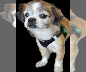 Shih Tzu-Unknown Mix Dogs for adoption in Plano, TX, USA