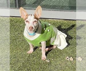 Chihuahua Dogs for adoption in San Martin, CA, USA