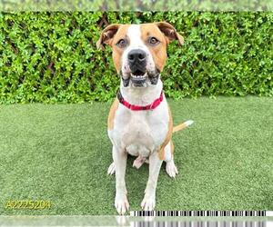American Pit Bull Terrier Dogs for adoption in West Palm Beach, FL, USA